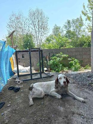 سگ شکاری ماده 4 ماهه واگذاری در گروه خرید و فروش ورزش فرهنگ فراغت در گیلان در شیپور-عکس1