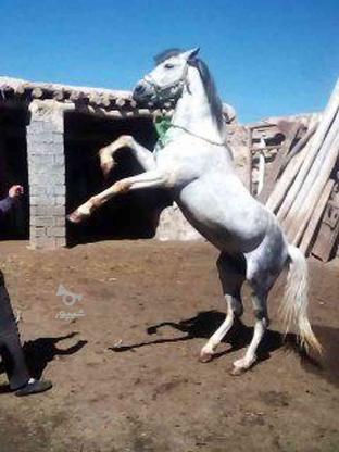 اسب نر نژاد خالدار ... در گروه خرید و فروش ورزش فرهنگ فراغت در آذربایجان غربی در شیپور-عکس1