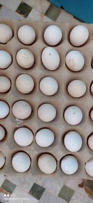 تخم مرغ نطفه دار در گروه خرید و فروش ورزش فرهنگ فراغت در یزد در شیپور-عکس1