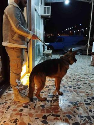 واگذاری سگ ژرمن شپرد در گروه خرید و فروش ورزش فرهنگ فراغت در گیلان در شیپور-عکس1