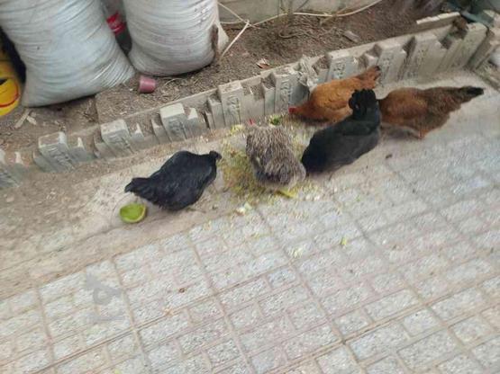 مرغ تخم گذار نژاد دار (محلی) در گروه خرید و فروش ورزش فرهنگ فراغت در خراسان رضوی در شیپور-عکس1