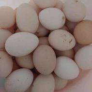 تخم مرغ محلی تازه برای خوراکی و نطفه دار