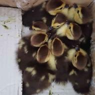 جوجه اردک روسی 4 روزه زیر پر مادر در اومده 100 تومن