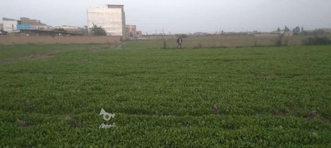 زمین کشاورزی4000متر در گروه خرید و فروش املاک در گلستان در شیپور-عکس1