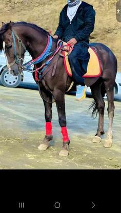 اسب سواری رقاص پرخون در گروه خرید و فروش ورزش فرهنگ فراغت در کردستان در شیپور-عکس1
