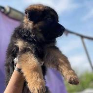 واگذاری سگ ژرمن شپرد آلمانی سگهای جستجو و نجات