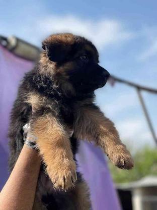 واگذاری سگ ژرمن شپرد آلمانی سگهای جستجو و نجات در گروه خرید و فروش ورزش فرهنگ فراغت در زنجان در شیپور-عکس1