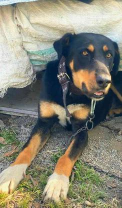 سگ دزدیده .یا گم شده در گروه خرید و فروش خدمات و کسب و کار در مازندران در شیپور-عکس1