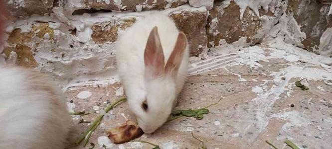دو عدد بچه خرگوش ناز دو ماهه در گروه خرید و فروش ورزش فرهنگ فراغت در خراسان رضوی در شیپور-عکس1