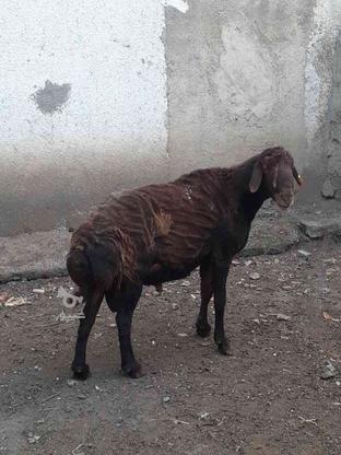 گوسفند نر قوچ نژادغزل افشار در گروه خرید و فروش ورزش فرهنگ فراغت در مازندران در شیپور-عکس1
