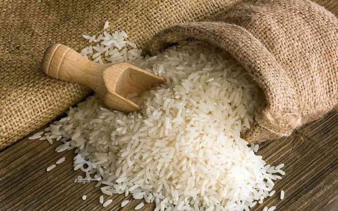 برنج طارم هاشمی شیرودی درجه یک مستقیم از کشاورز در گروه خرید و فروش خدمات و کسب و کار در تهران در شیپور-عکس1