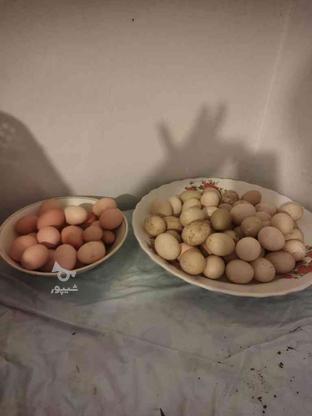 تخم مرغ برهما طلای در گروه خرید و فروش ورزش فرهنگ فراغت در گیلان در شیپور-عکس1