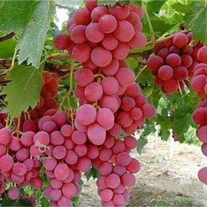 فروش 1000متر باغ انگور داربستی در گروه خرید و فروش املاک در البرز در شیپور-عکس1
