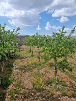 باغ زمین های روستای مزرعه در گروه خرید و فروش املاک در آذربایجان شرقی در شیپور-عکس1