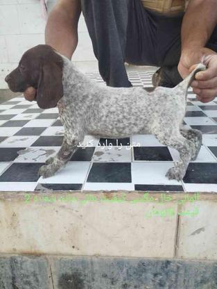 سگ شکاری پوینتر المان واگذاری در گروه خرید و فروش ورزش فرهنگ فراغت در گلستان در شیپور-عکس1