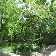 500مترباغ سرسبزچهاردیواری در کردزار شهریار