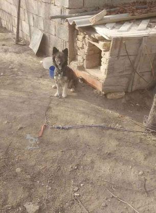 سگ پاپی لاس واگذاری در گروه خرید و فروش ورزش فرهنگ فراغت در اصفهان در شیپور-عکس1