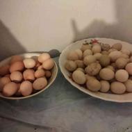 تخم مرغ اردک اسراییلی