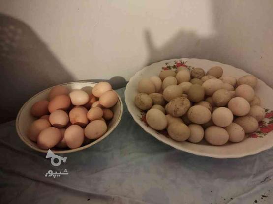 تخم مرغ اردک اسراییلی در گروه خرید و فروش ورزش فرهنگ فراغت در گیلان در شیپور-عکس1