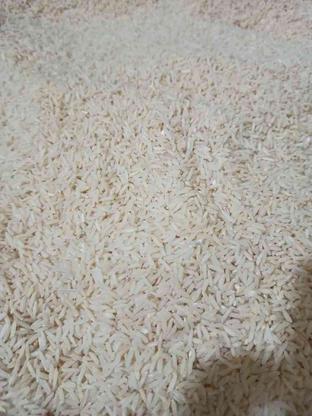 برنج شیرودی در گروه خرید و فروش خدمات و کسب و کار در مازندران در شیپور-عکس1