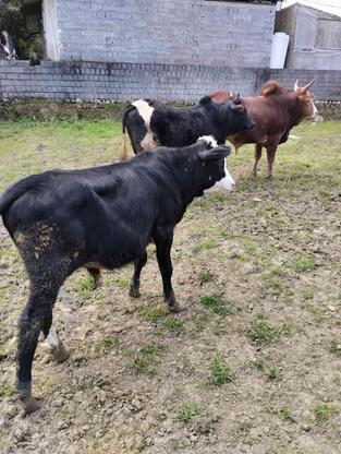 فروش دوعدد گوساله نر در گروه خرید و فروش ورزش فرهنگ فراغت در مازندران در شیپور-عکس1