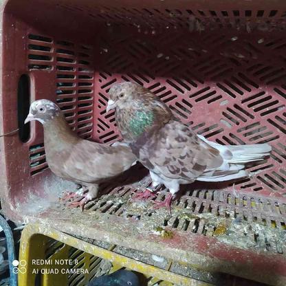 کبوتر پرشی در گروه خرید و فروش ورزش فرهنگ فراغت در مازندران در شیپور-عکس1