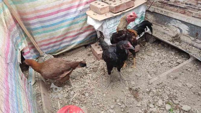 دو عدد مرغ و خروس یک ساله لاری در گروه خرید و فروش ورزش فرهنگ فراغت در آذربایجان غربی در شیپور-عکس1