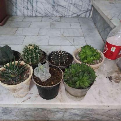 گل کاکتوس وساکولنت دونه ای در گروه خرید و فروش لوازم خانگی در خراسان رضوی در شیپور-عکس1