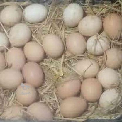 فروش تخم مرغ محلی در گروه خرید و فروش ورزش فرهنگ فراغت در مازندران در شیپور-عکس1