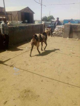 حیوانات اهلی در گروه خرید و فروش ورزش فرهنگ فراغت در خراسان رضوی در شیپور-عکس1