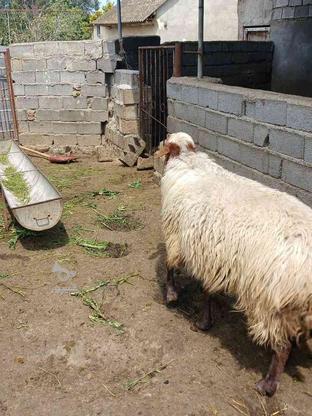 2 راس //قوچ / گوسفند نر آس // در گروه خرید و فروش ورزش فرهنگ فراغت در مازندران در شیپور-عکس1