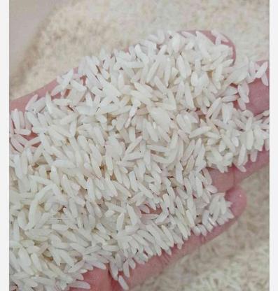 برنج طارم محلی درجه یک در گروه خرید و فروش خدمات و کسب و کار در مازندران در شیپور-عکس1