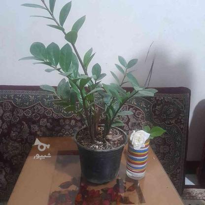 گل زاموفیلیا در گروه خرید و فروش لوازم خانگی در تهران در شیپور-عکس1