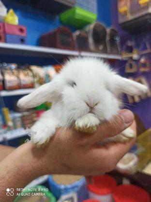 خرگوش هایه سوپر فلت وارداتی برایه خاص پسندان در گروه خرید و فروش ورزش فرهنگ فراغت در مازندران در شیپور-عکس1
