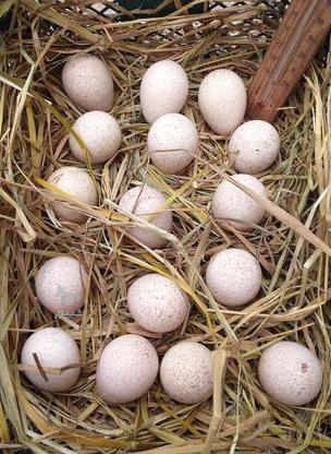 تخم نطفه دار بوقلمون بوربون اصل در گروه خرید و فروش ورزش فرهنگ فراغت در همدان در شیپور-عکس1