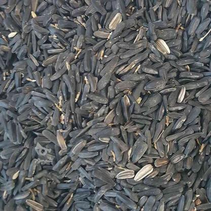 تخمه سیاه خام هر کیلو 30 هزار تومان برای طوطی و مرغ مینا و.. در گروه خرید و فروش خدمات و کسب و کار در کردستان در شیپور-عکس1