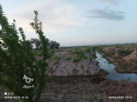 4000متر باغ انگور و درختان آلو 5 ساله در گروه خرید و فروش املاک در آذربایجان غربی در شیپور-عکس1