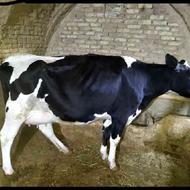 گاو شیری اصیل