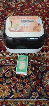 دستگاه جوجه کشی ایزی باتور 6 در گروه خرید و فروش صنعتی، اداری و تجاری در زنجان در شیپور-عکس1