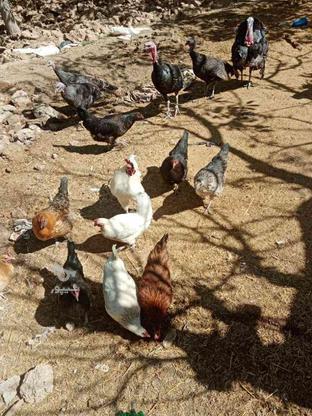 مرغ تخم گزار وبوقلمون در گروه خرید و فروش ورزش فرهنگ فراغت در فارس در شیپور-عکس1