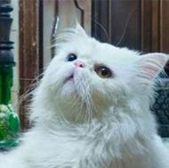 فروش فروش گربه پرشین سوپر فلت چشم رنگی