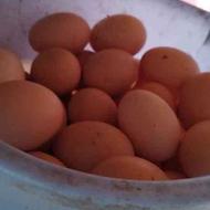 فروش تخم مرغ