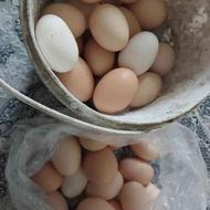 تخم مرغ محلی اورگانیک