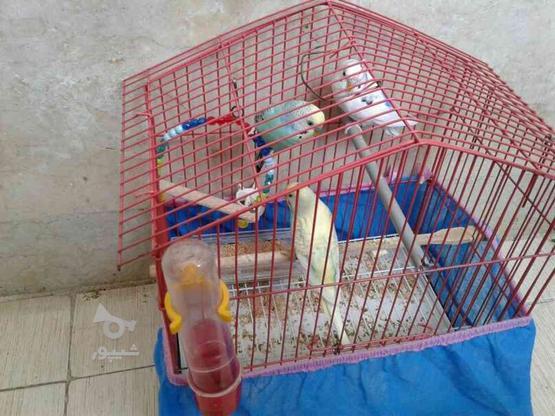 پرنده مرغ عشق باتمامی لوازم 350ت 8ماهه در گروه خرید و فروش ورزش فرهنگ فراغت در گیلان در شیپور-عکس1