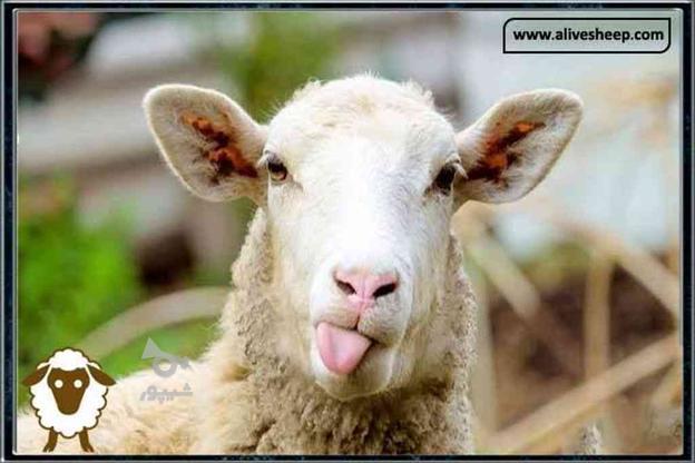 گوسفند نر وماده در گروه خرید و فروش ورزش فرهنگ فراغت در گیلان در شیپور-عکس1