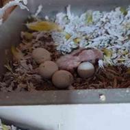 کوتوله برزیلی مولد همراه تخم و جوجه