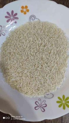 برنج کشت دوم در گروه خرید و فروش خدمات و کسب و کار در مازندران در شیپور-عکس1