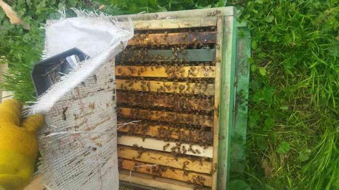 کندوی زنبور عسل در گروه خرید و فروش صنعتی، اداری و تجاری در کرمانشاه در شیپور-عکس1