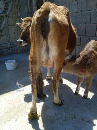 گاو محلی با گوساله ماده در گروه خرید و فروش ورزش فرهنگ فراغت در آذربایجان غربی در شیپور-عکس1