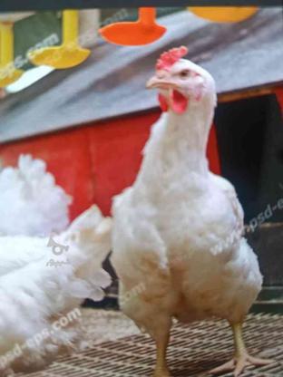 کود مرغ گوشتی در گروه خرید و فروش صنعتی، اداری و تجاری در زنجان در شیپور-عکس1